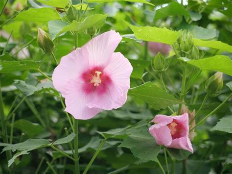 木槿花種植|ムクゲ (木槿)の育て方｜植え付けや植え替えの時期、 